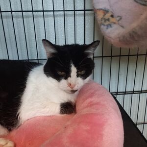 Farrah Has Cancer, Im Raising Money To Save Her.